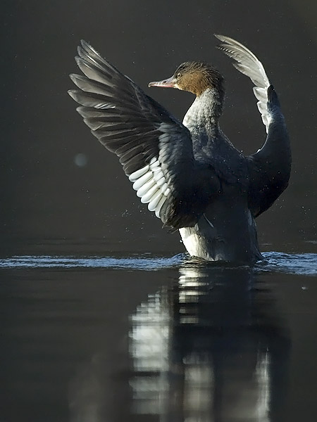 Isokoskelo, Goosander, Mergus merganser